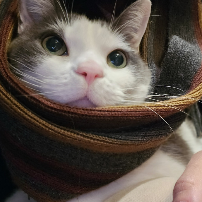 Will Smith Not The Actor Cat Sitting