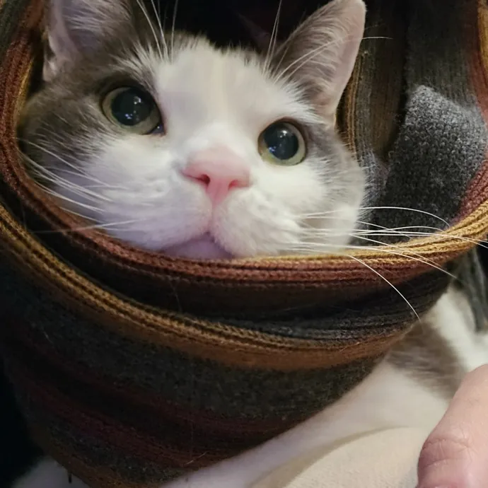 Will Smith Not The Actor Cat Sitting