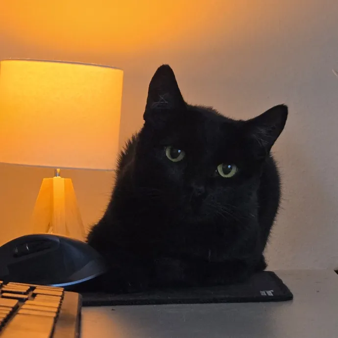 Will Smith Not The Actor Cat Sitting