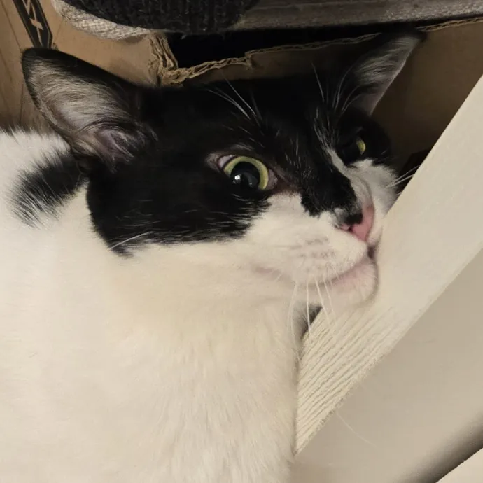 Will Smith Not The Actor Cat Sitting