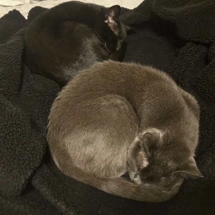 Will Smith Not The Actor Cat Sitting