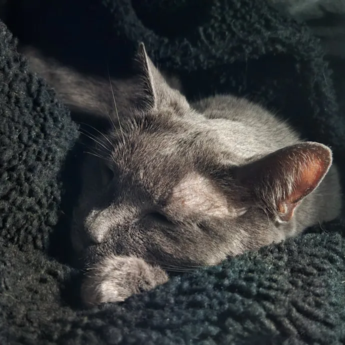 Will Smith Not The Actor Cat Sitting