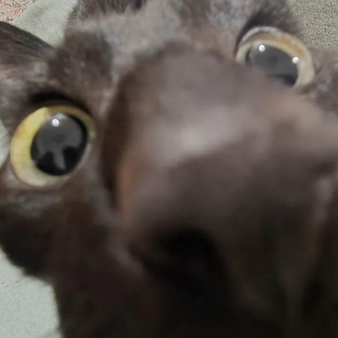 Will Smith Not The Actor Cat Sitting