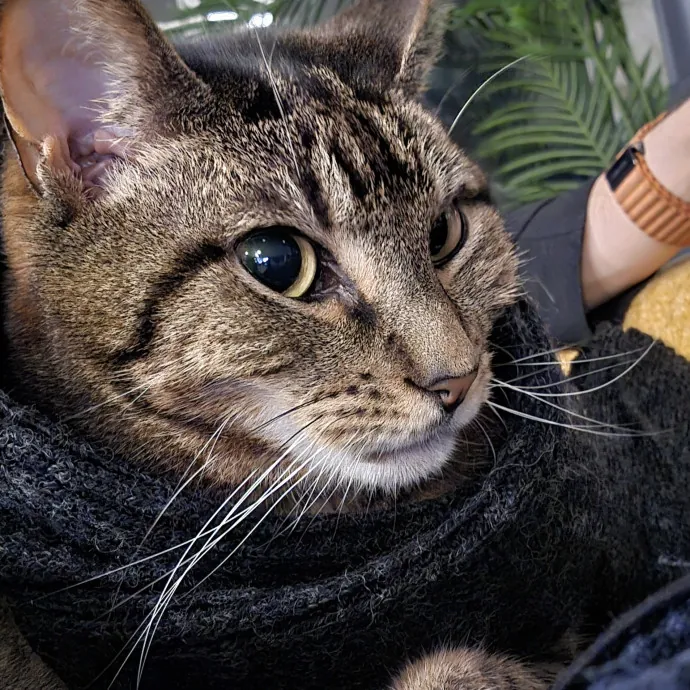 Will Smith Not The Actor Cat Sitting