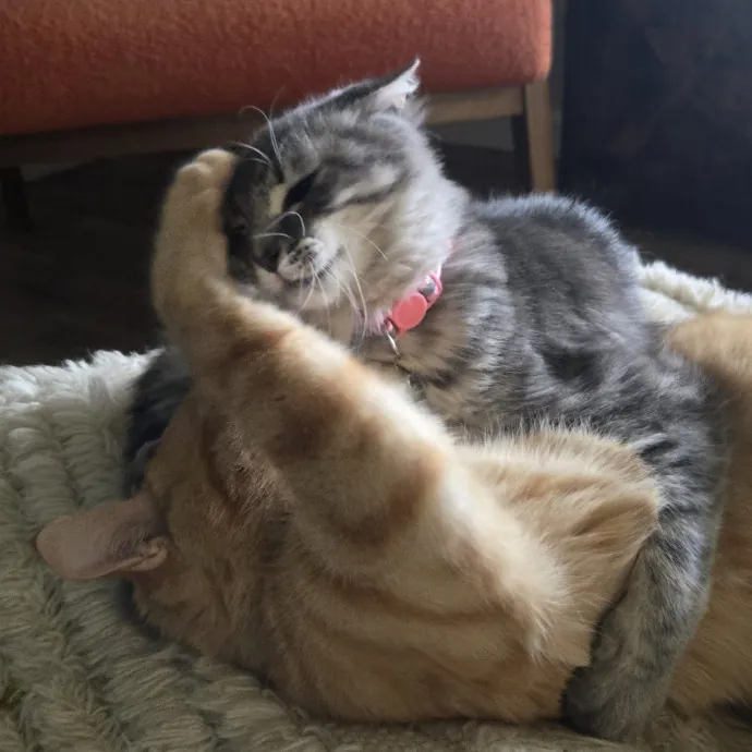 Will Smith Not The Actor Cat Sitting