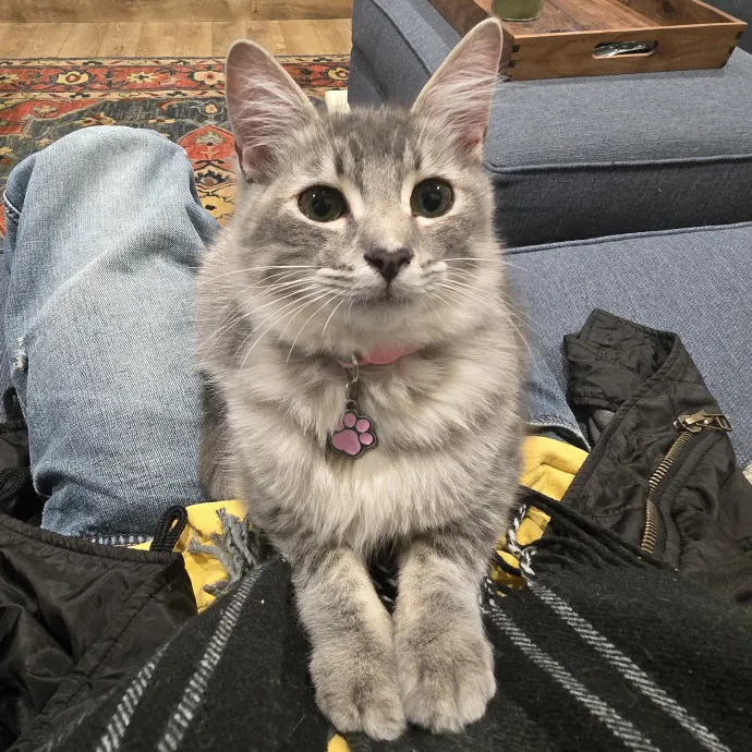 Will Smith Not The Actor Cat Sitting