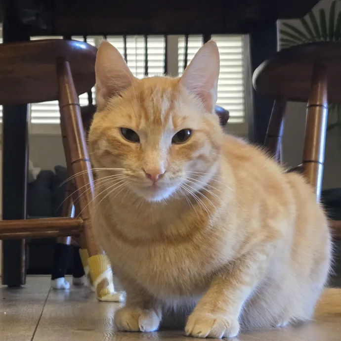 Will Smith Not The Actor Cat Sitting