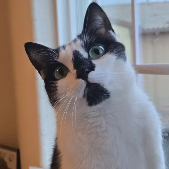 Will Smith Not The Actor Cat Sitting