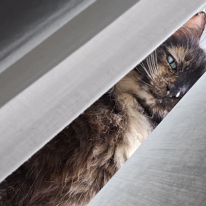 Will Smith Not The Actor Cat Sitting