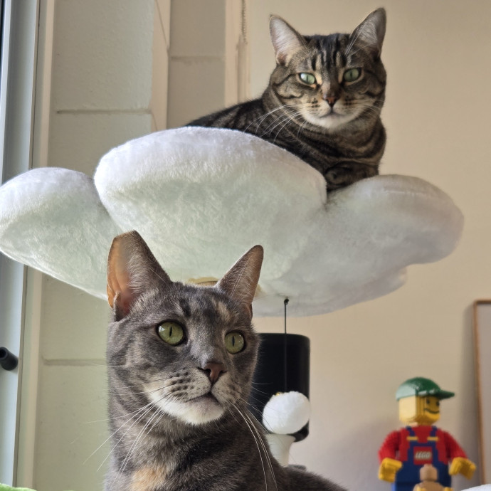 Will Smith Not The Actor Cat Sitting