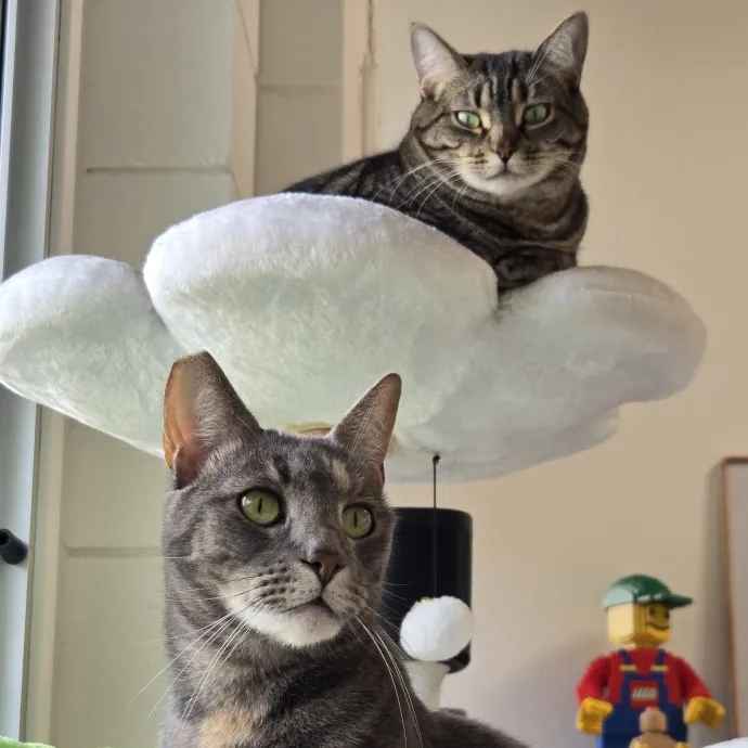 Will Smith Not The Actor Cat Sitting