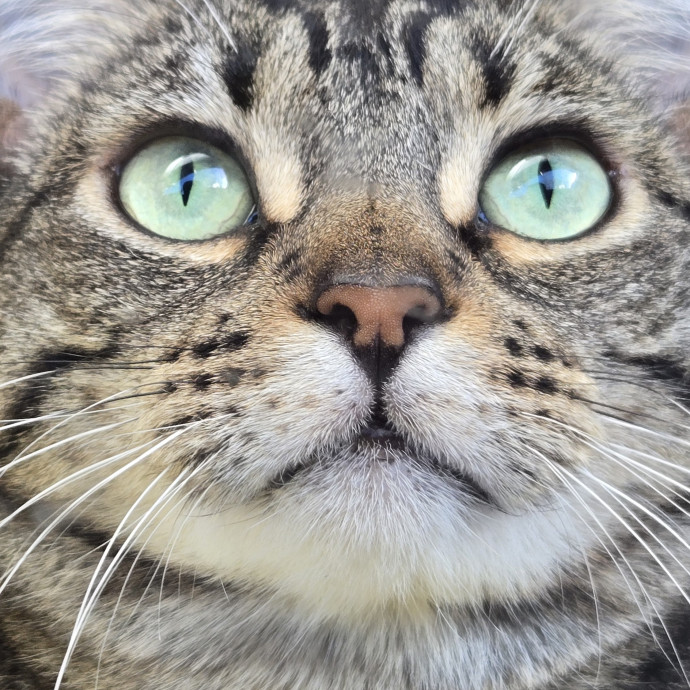 Will Smith Not The Actor Cat Sitting