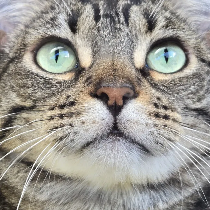 Will Smith Not The Actor Cat Sitting