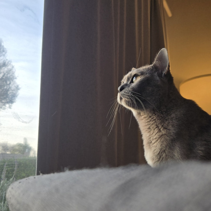 Will Smith Not The Actor Cat Sitting photo 3