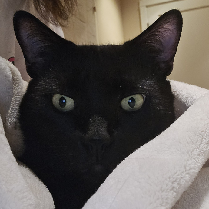 Will Smith Not The Actor Cat Sitting