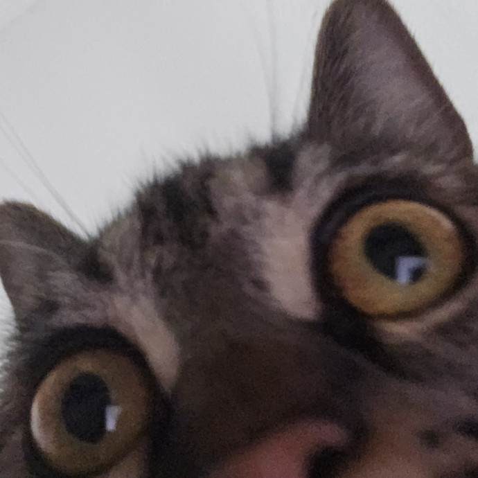 Will Smith Not The Actor Cat Sitting