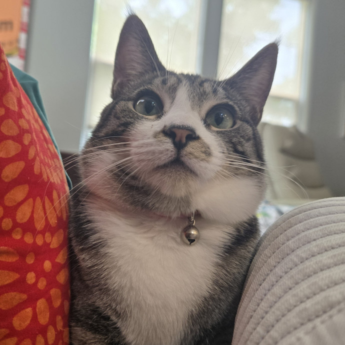 Will Smith Not The Actor Cat Sitting