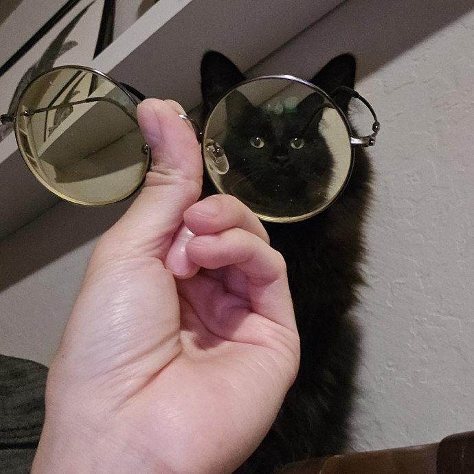 Will Smith Not The Actor Cat Sitting