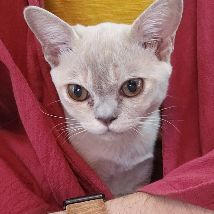 Will Smith Not The Actor Cat Sitting