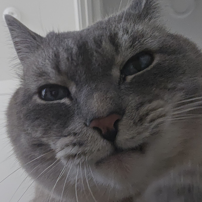 Will Smith Not The Actor Cat Sitting