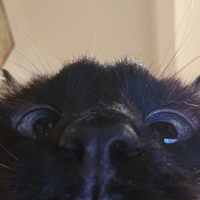 Will Smith Not The Actor Cat Sitting