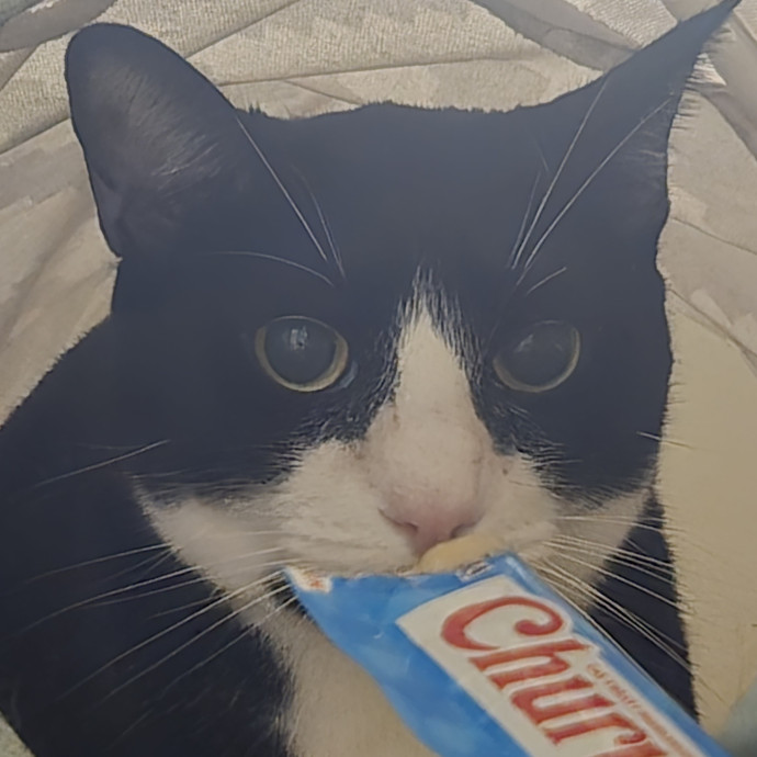 Will Smith Not The Actor Cat Sitting
