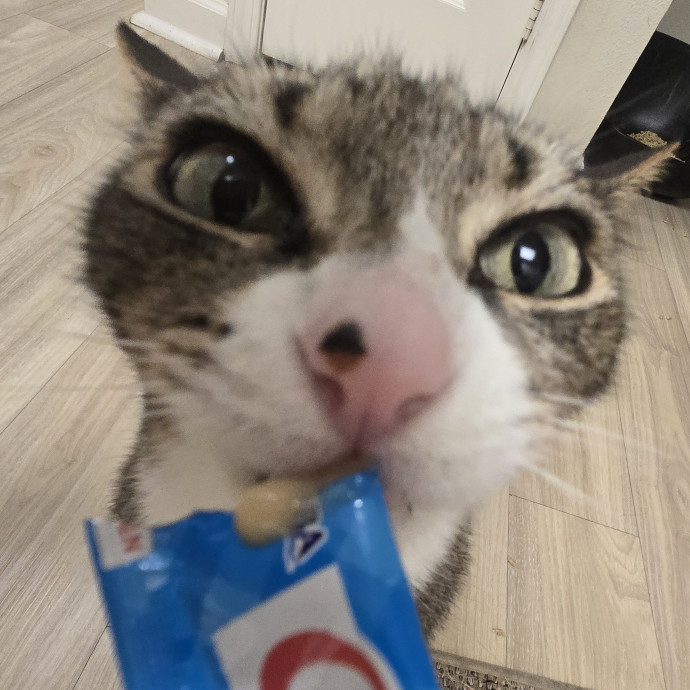 Will Smith Not The Actor Cat Sitting