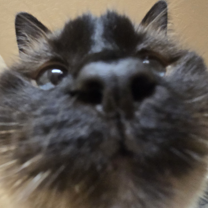 Will Smith Not The Actor Cat Sitting