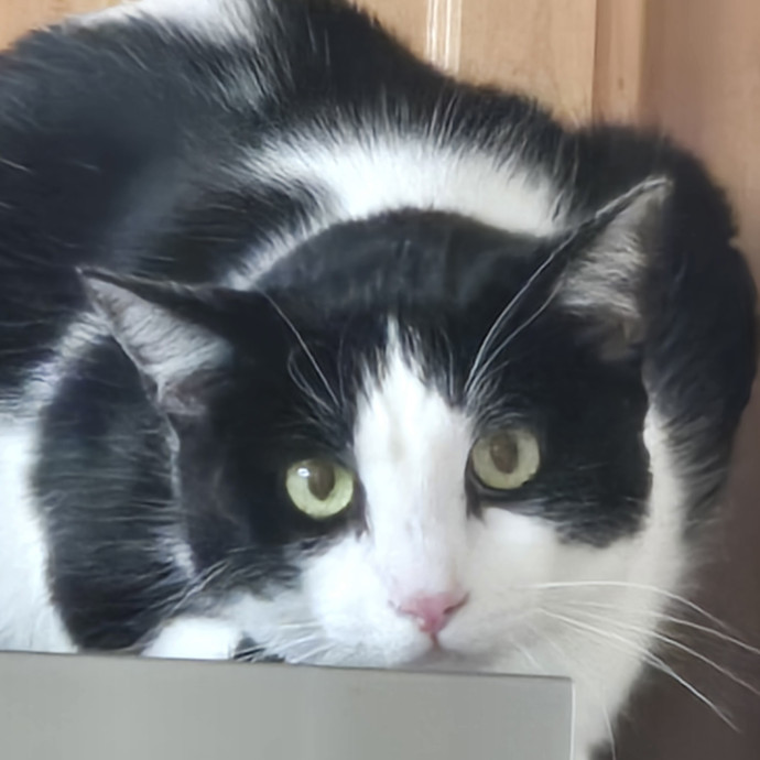 Will Smith Not The Actor Cat Sitting
