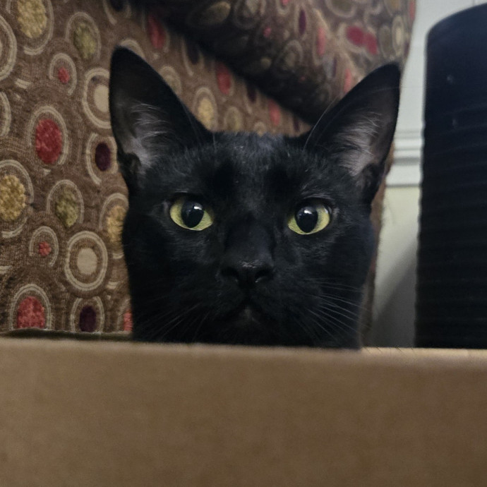 Will Smith Not The Actor Cat Sitting