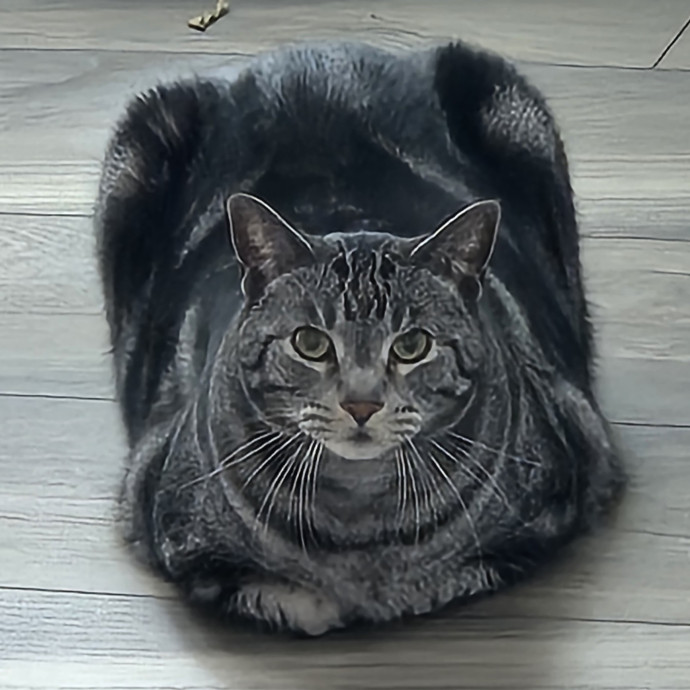 Will Smith Not The Actor Cat Sitting