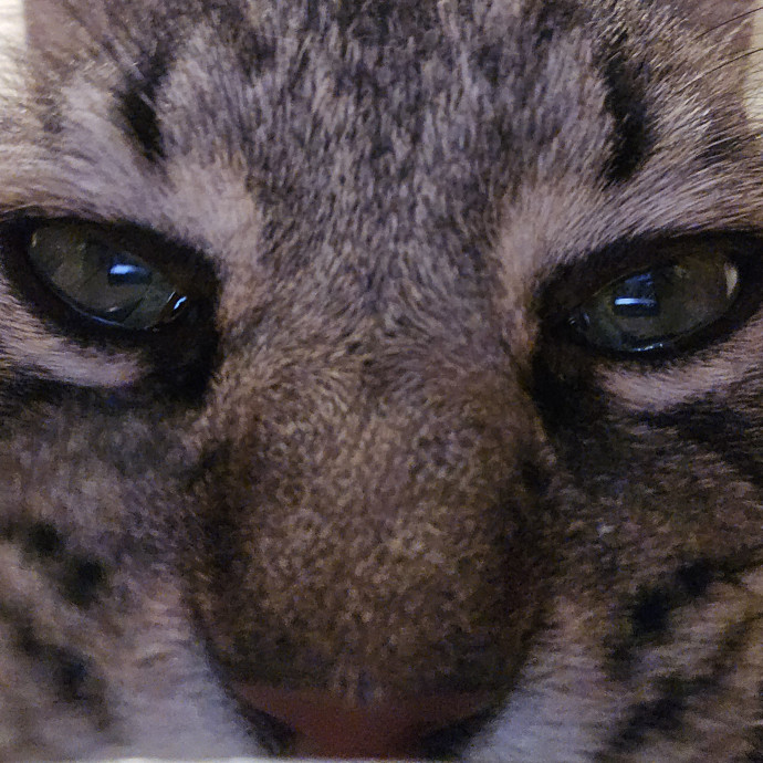 Will Smith Not The Actor Cat Sitting