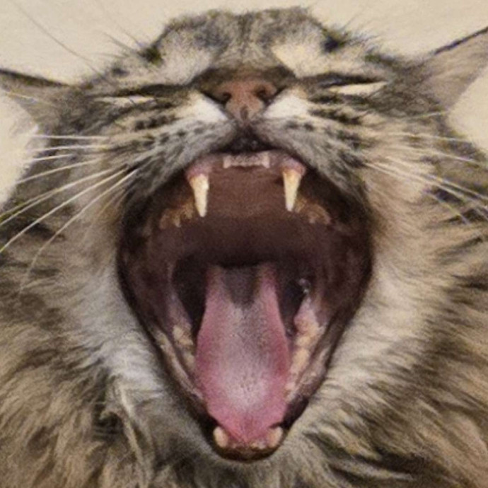 Will Smith Not The Actor Cat Sitting