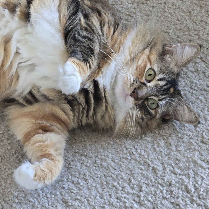 Will Smith Not The Actor Cat Sitting