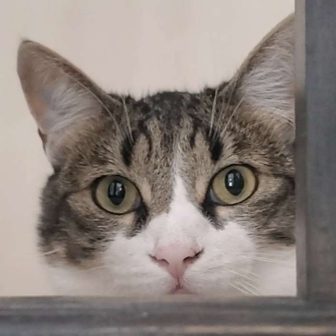 Will Smith Not The Actor Cat Sitting