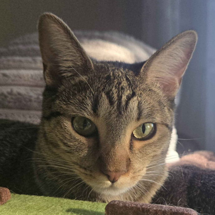 Will Smith Not The Actor Cat Sitting