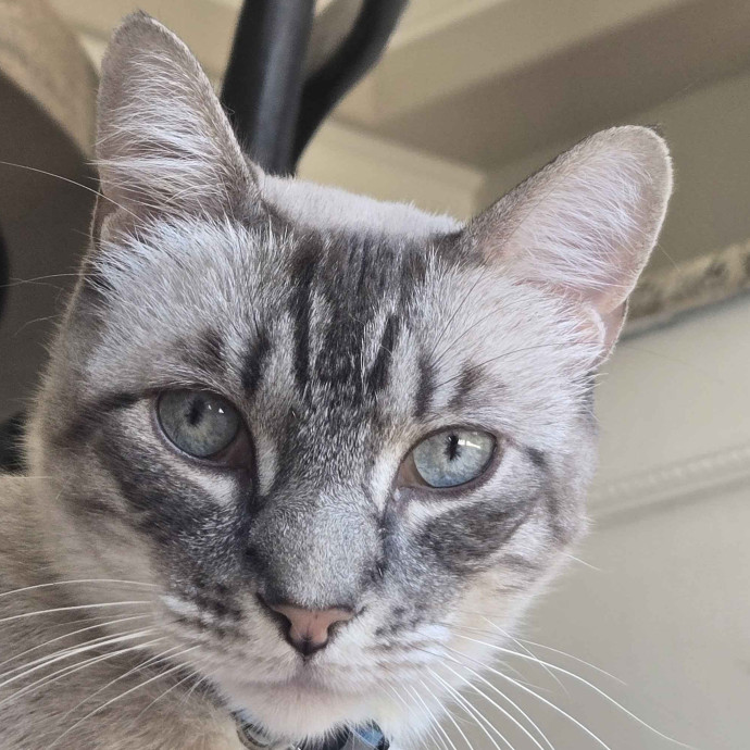 Will Smith Not The Actor Cat Sitting