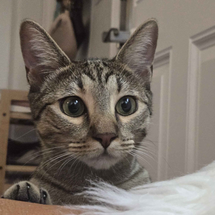 Will Smith Not The Actor Cat Sitting