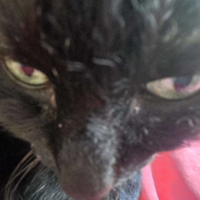Will Smith Not The Actor Cat Sitting