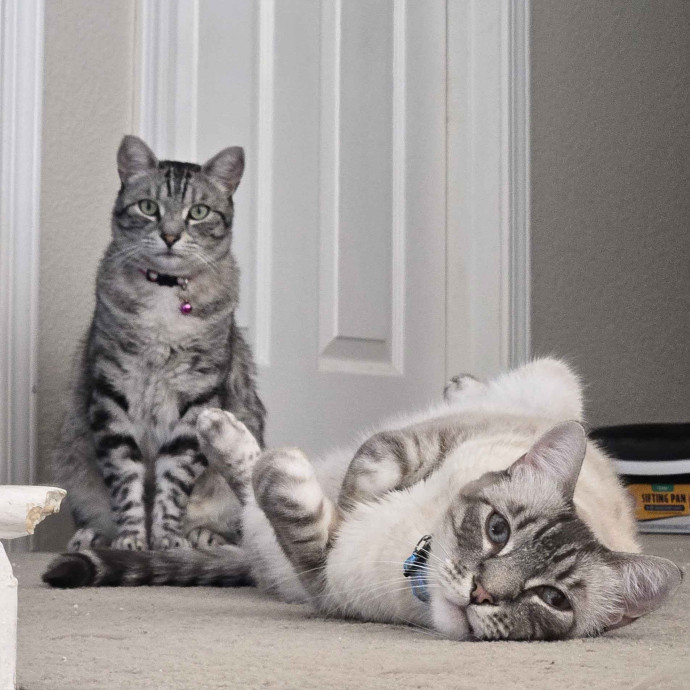 Will Smith Not The Actor Cat Sitting