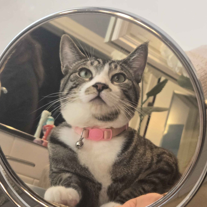 Will Smith Not The Actor Cat Sitting
