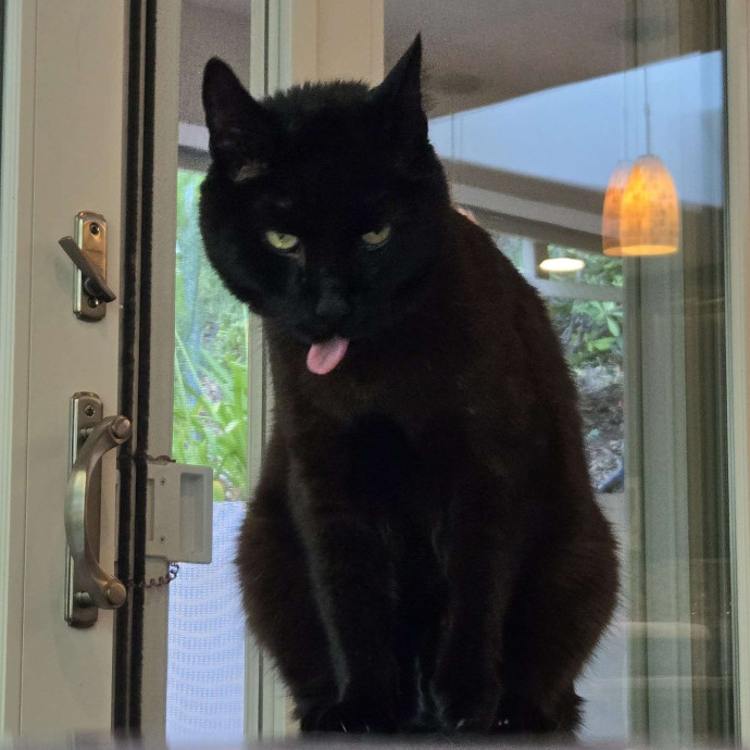 Will Smith Not The Actor Cat Sitting