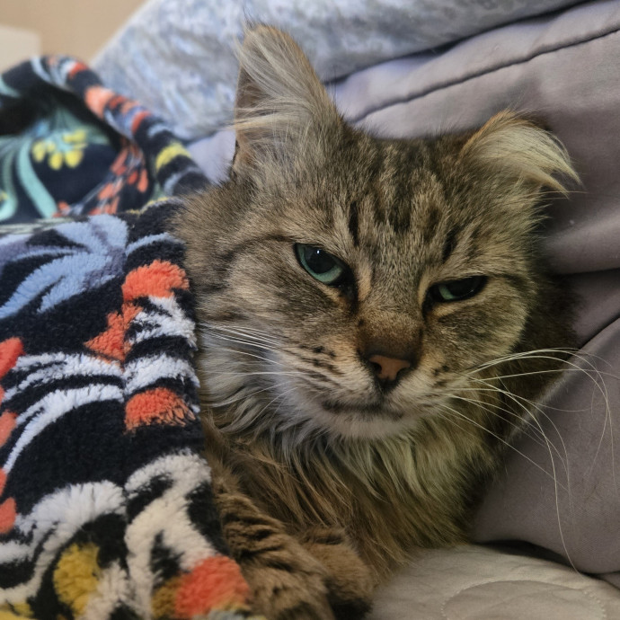 Will Smith Not The Actor Cat Sitting