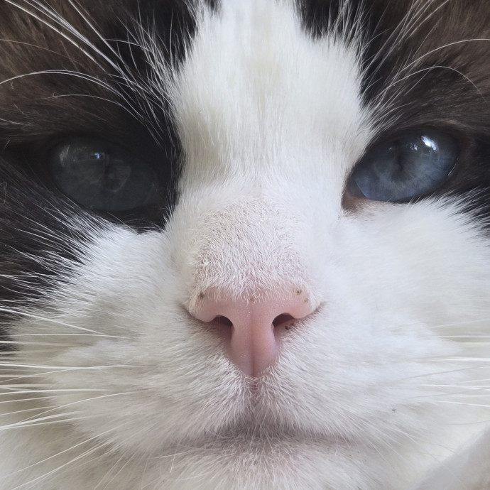 Will Smith Not The Actor Cat Sitting