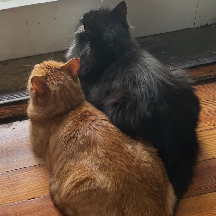 Loving Cat Mom And Experienced Caretaker