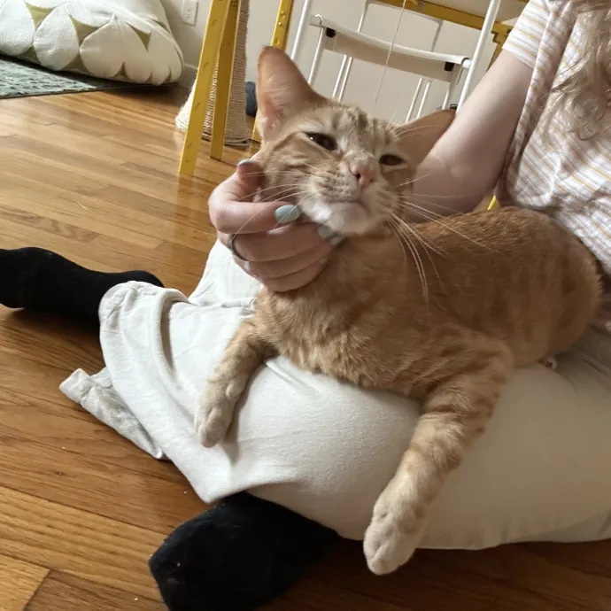 Loving Cat Mom And Experienced Caretaker