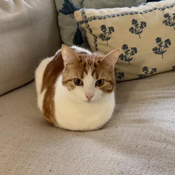 Loving Cat Mom And Experienced Caretaker