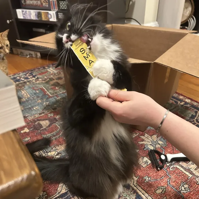 Loving Cat Mom And Experienced Caretaker