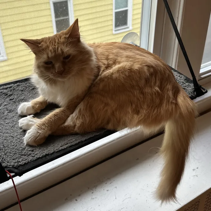 Loving Cat Mom And Experienced Caretaker