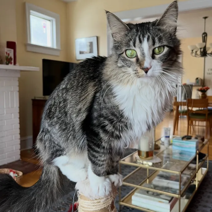 Loving Cat Mom And Experienced Caretaker